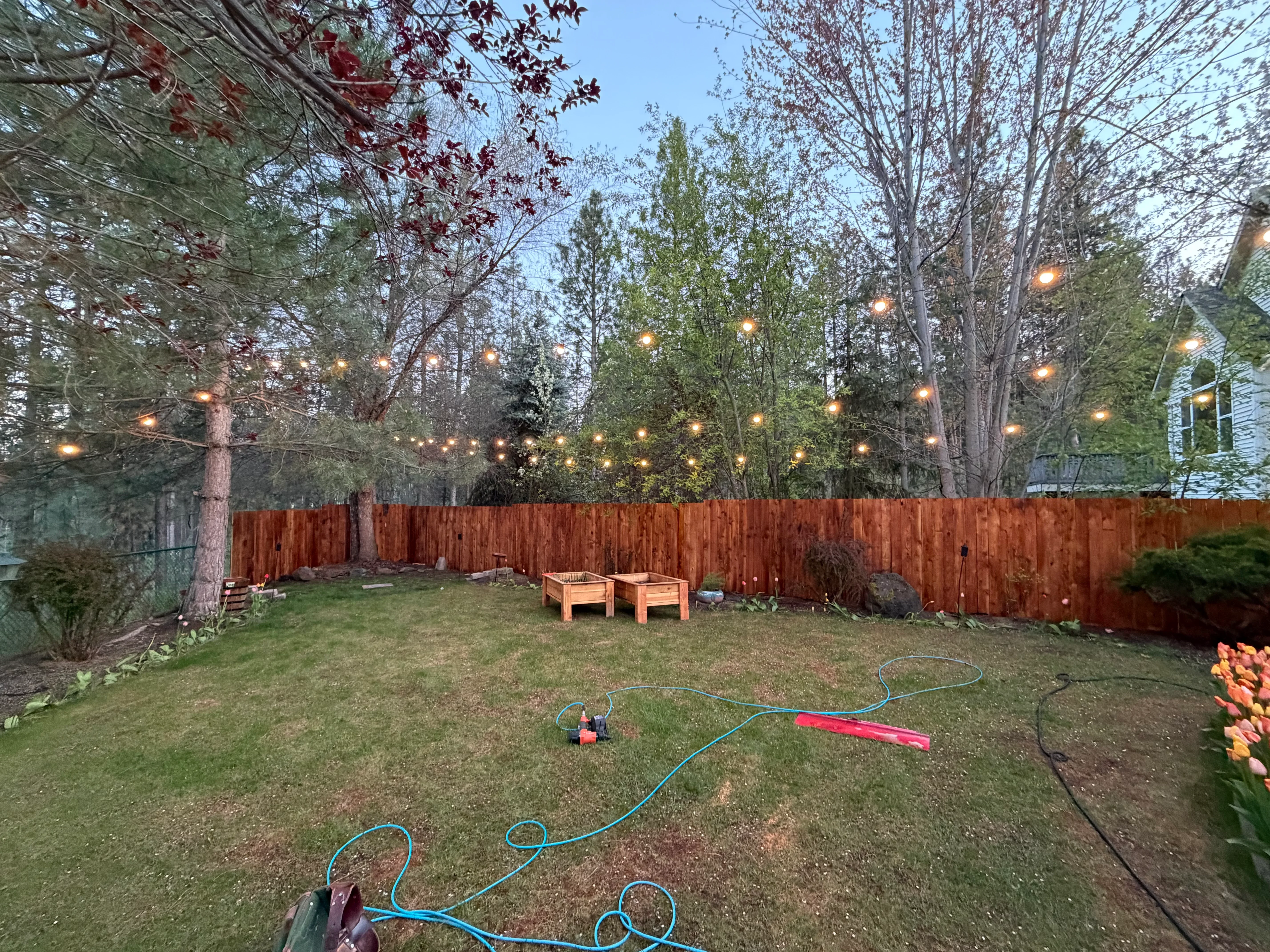 Backyard with new redwood fence, lawn, wooden planters, and string lights in trees